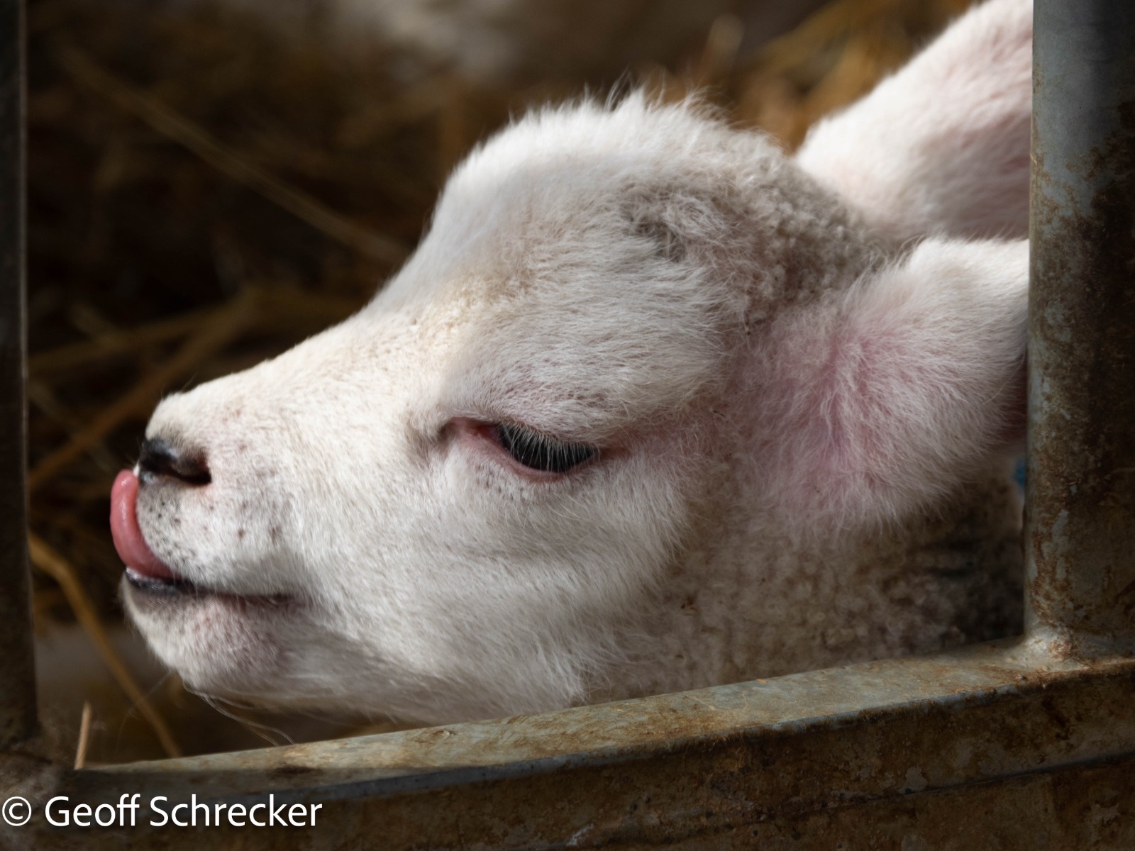 Lamb licking its nose